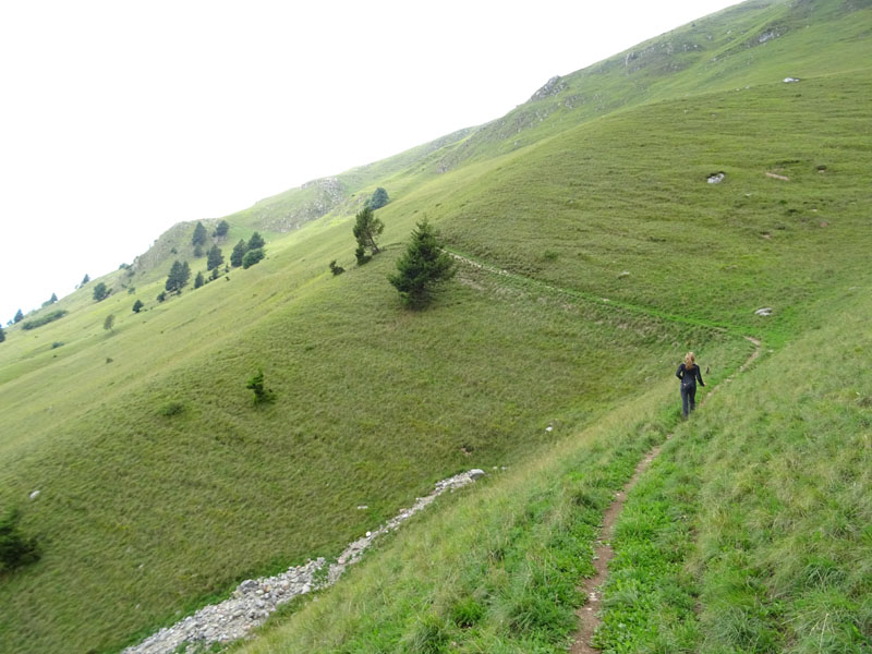 Ursus arctos.....l''habitat